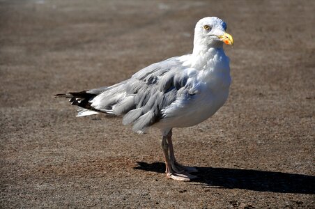 Bird the coast nature