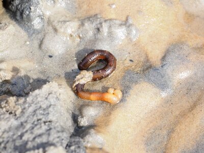 Sand worm pier worm polychaete