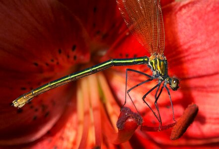 Insect damsel fly flower