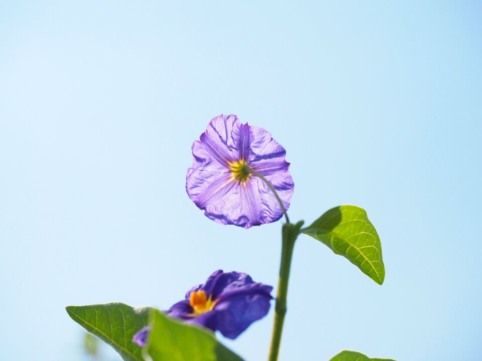 Bush purple blue violet