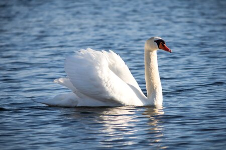 Nature swim swan photo