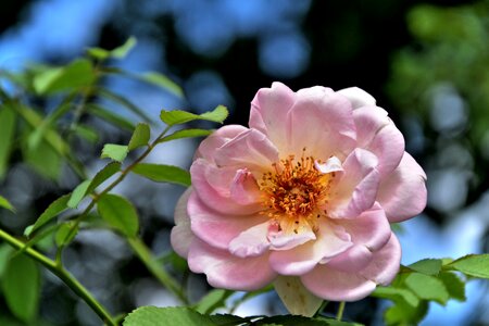 Plant nature petal