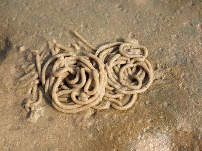 Arenicola marina sand worm pier worm