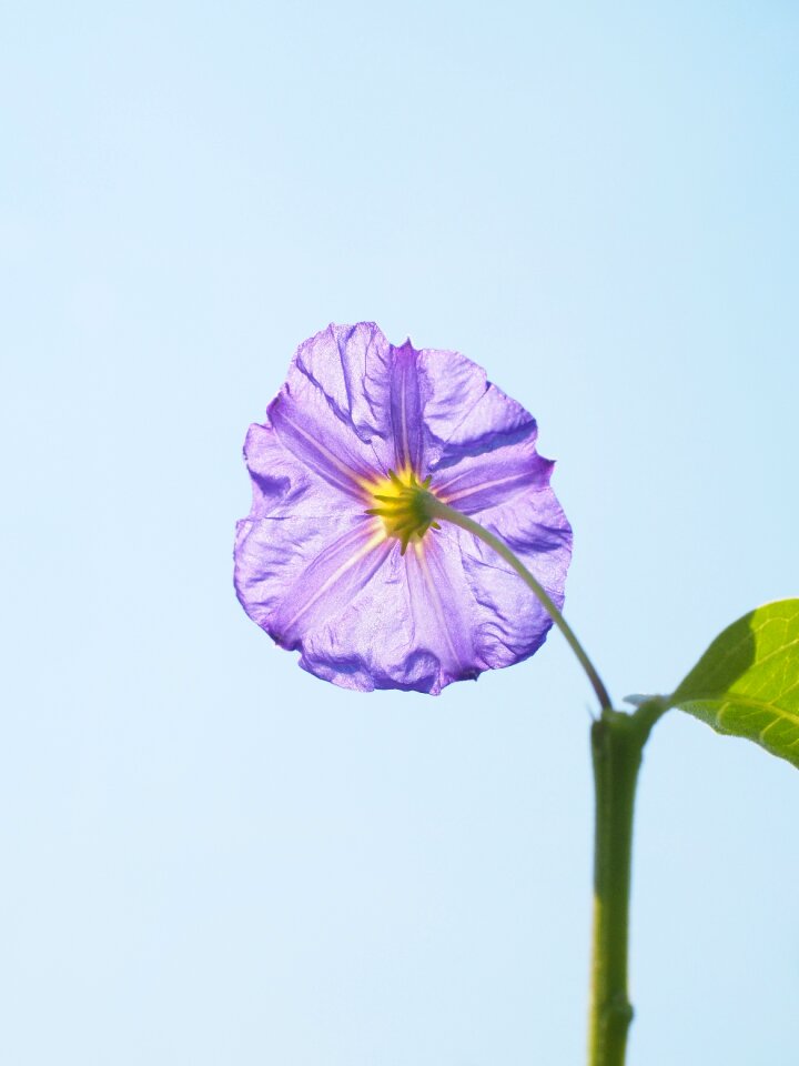 Bush purple blue violet