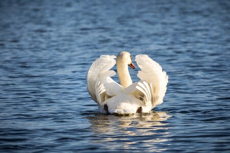 Nature swan animal world