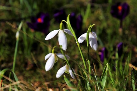 Snowdrops at the court of garden