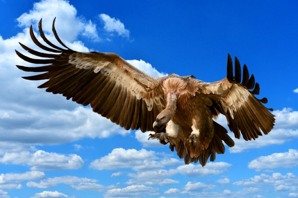 Approach feather plumage