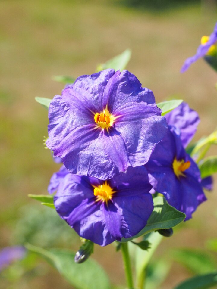 Bush purple blue violet