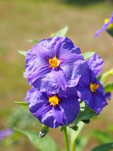 Bush purple blue violet photo