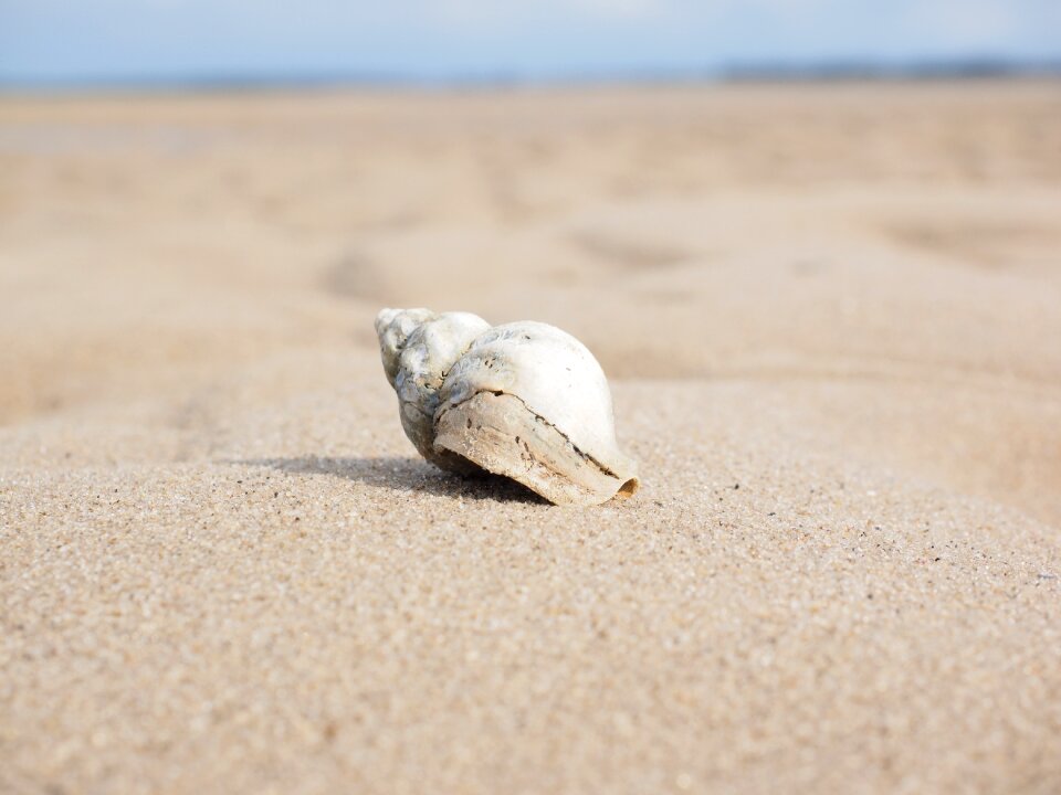 Buccinum undatum horn snail buccinidae