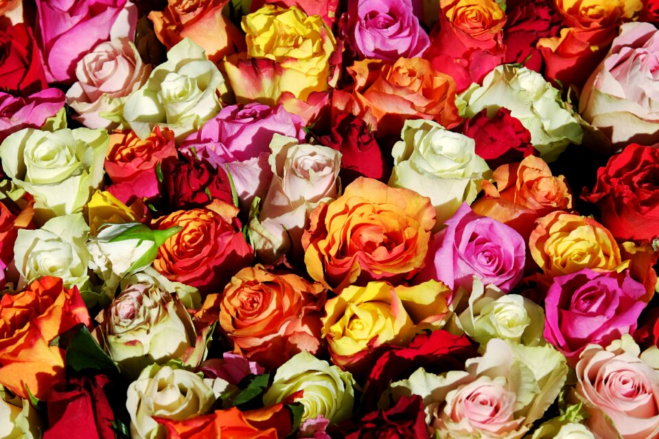 Bloom blossom bloom