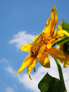 Bloom summer flower yellow photo