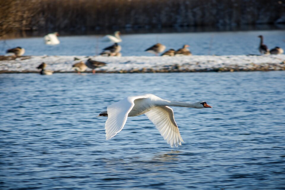Nature animal world winter