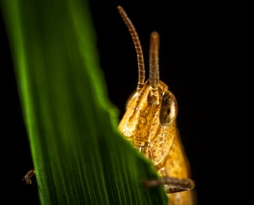 Living nature nature macro photo