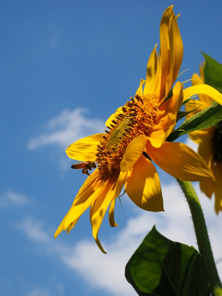 Nectar flower blossom