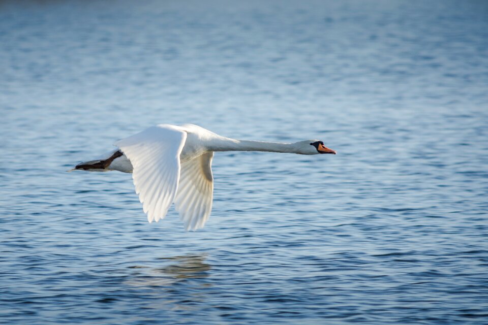 Nature swan bird flight