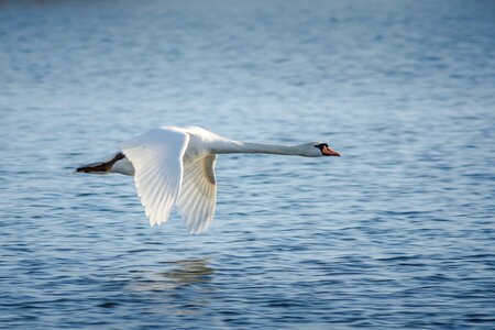 Nature swan bird flight