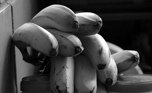 Banana tree fruit quindio