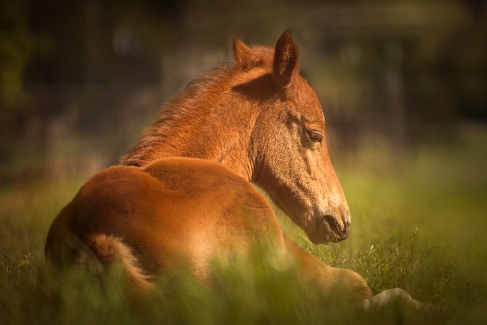 Animal sweet cute