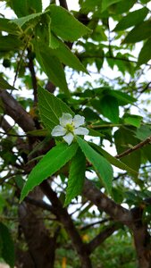 Nature floral spring photo