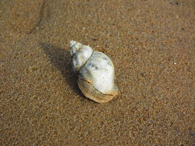 Buccinum undatum horn snail buccinidae