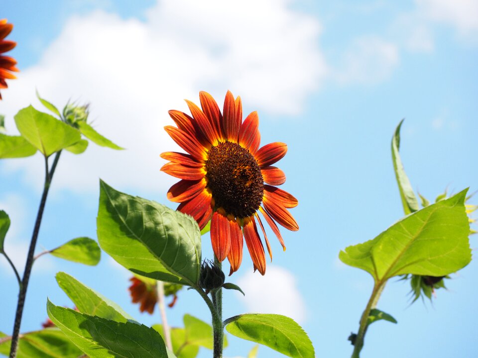 Plant summer flower flora