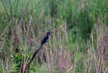 Kaaziranga national park green king