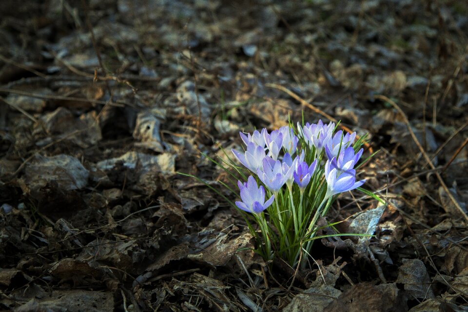 Plant flowers crocus