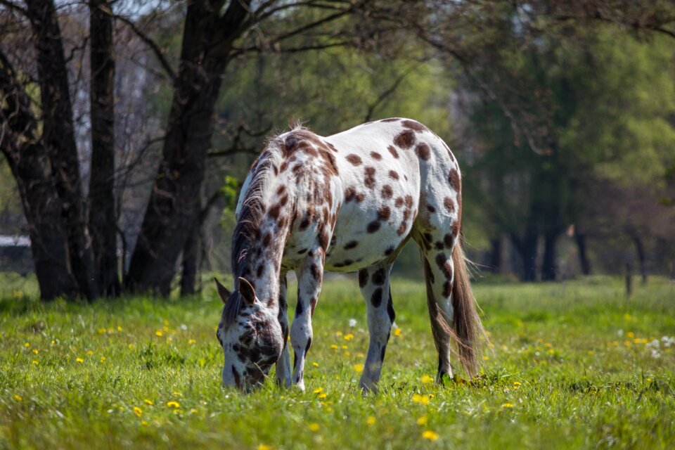 Apaloosa graze paddock
