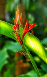 Red orange nature photo