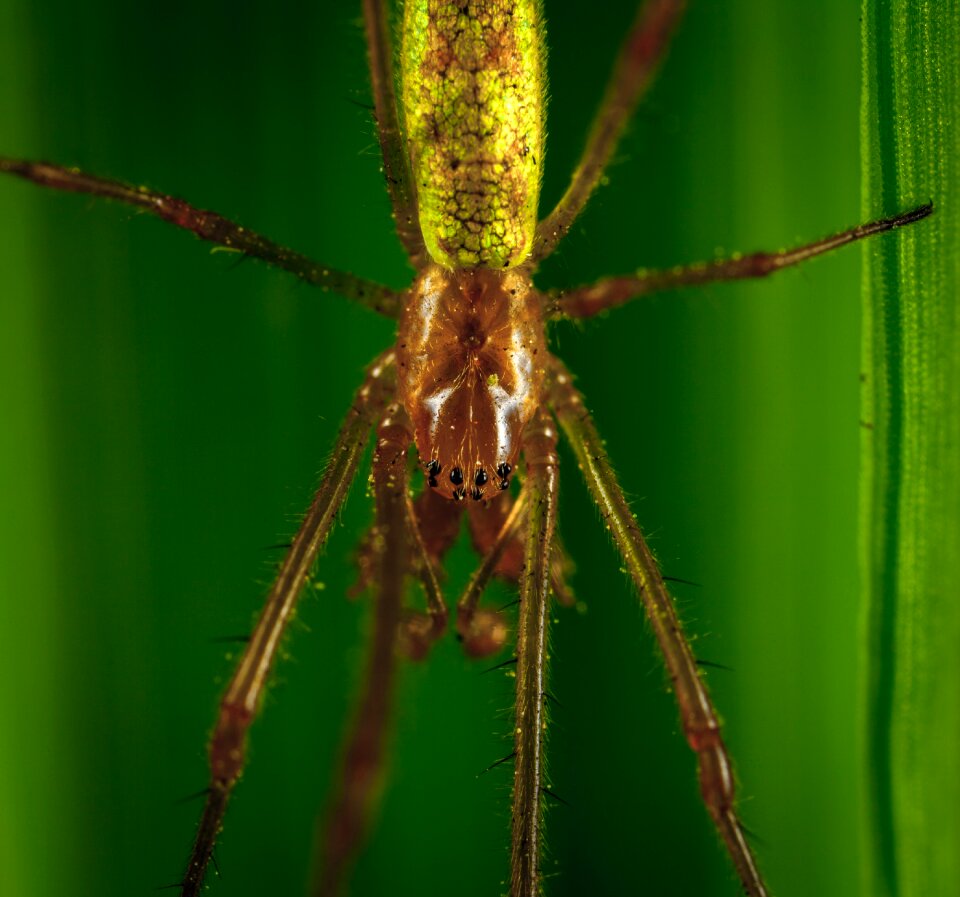 Spider bespozvonochnoe macro