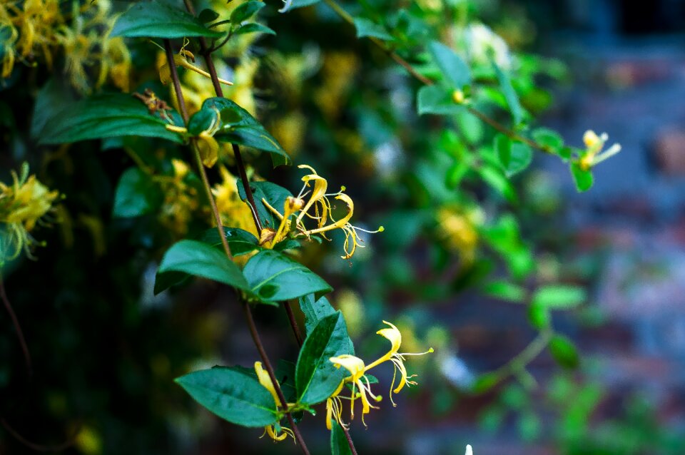 Plant honeysuckle fresh