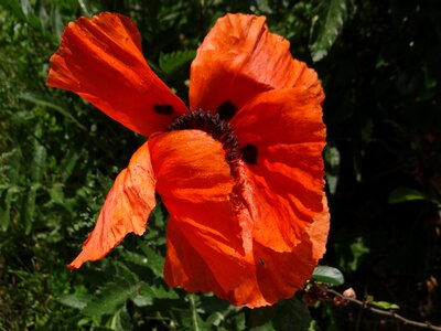 Nature red plant