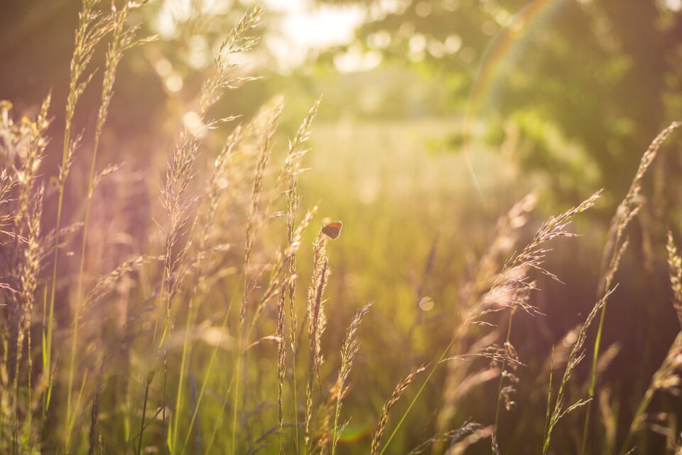 Nature summer meadow