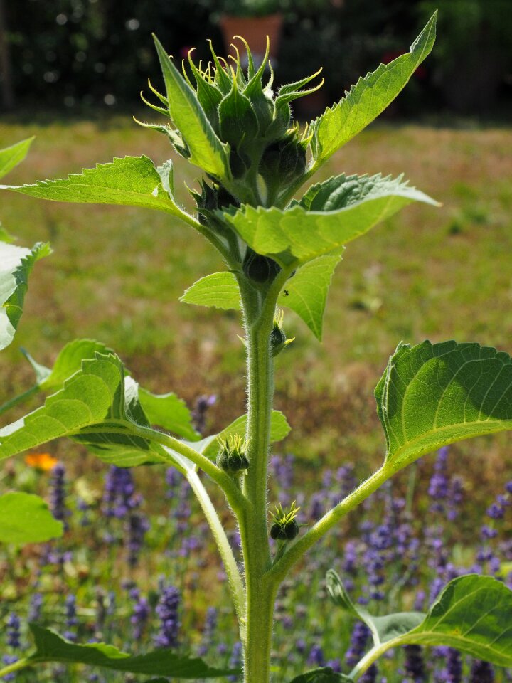 Bud plant leaves