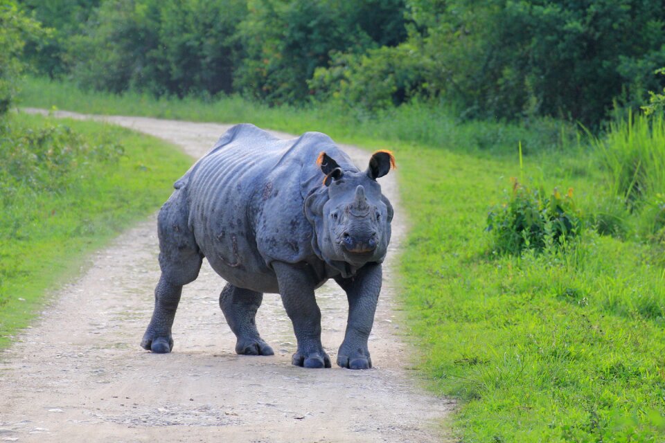 Rhino kaaziranga aggressive