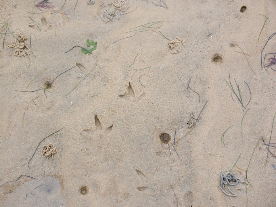 Animal tracks sand sandy sea floor