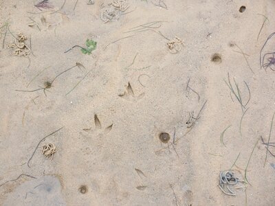 Animal tracks sand sandy sea floor