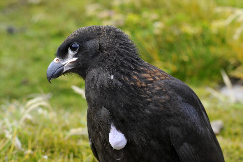 Animal feather bird of prey