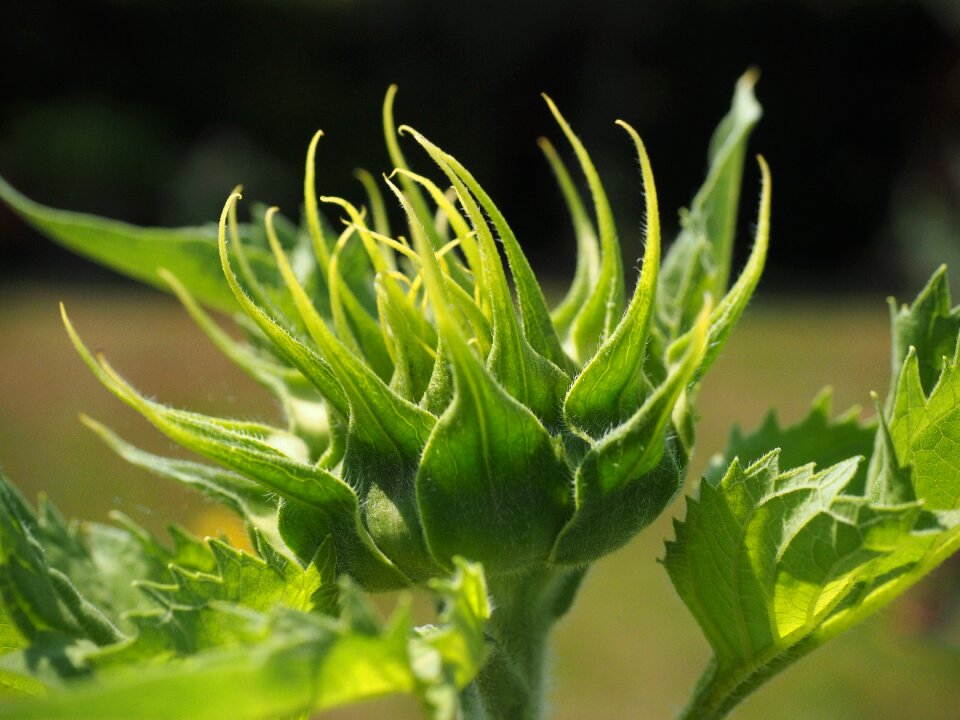 Leaves green bloom