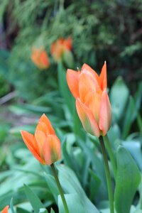Red tulip flowers spring