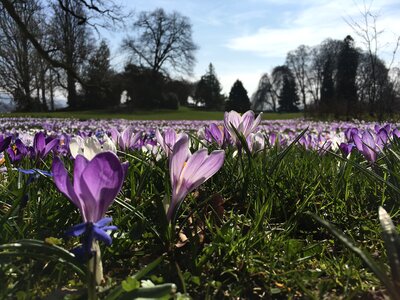 Violet flower spring crocus photo