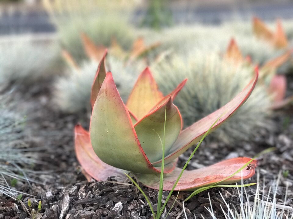 Succulent sedum catus