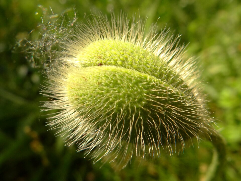 Plant poppy garden plants