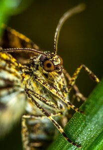 Animals bespozvonochnoe lepidoptera photo