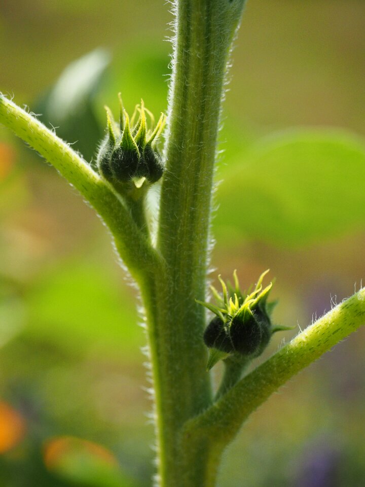 Sunflower plant leaves