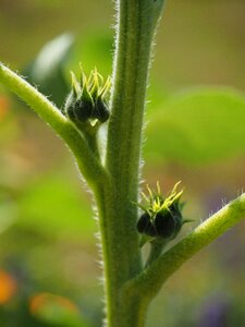 Sunflower plant leaves