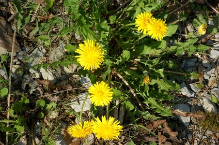 Dandelion wild plant yellow