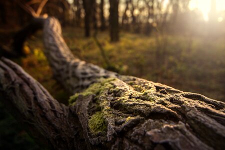 Ripe moss log