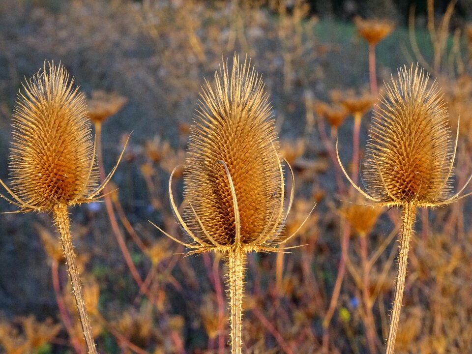 Wild plant prickly wild teasel